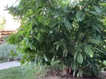 unachimbaherida – webcam model profile photo Image 11