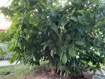 unachimbaherida – webcam model profile photo Image 13